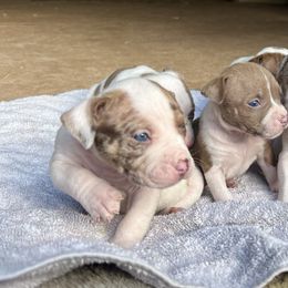 American Bully Puppies from High Top Kennels