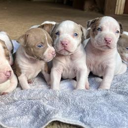 American Bully Puppies from High Top Kennels