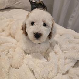 Saffron - Parti male Goldendoodle puppy in Fordland, Missouri from K&K's Puppy Kingdom