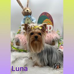 Luna - Yorkshire Terrier
