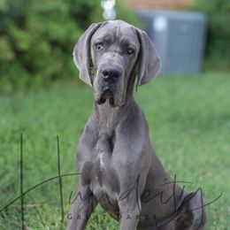 DIESEL - Blue male Great Dane puppy in Denison, Texas from Hundeity Great Danes