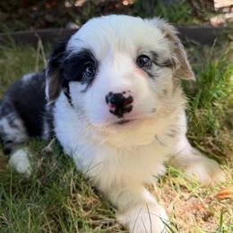 Lyra - Blue merle and white female Cardigan Welsh Corgi puppy in San Diego ,Ca, California from SoCal Native Corgis
