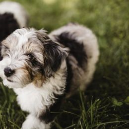 Aussiedoodle Puppies from Olive Tree Mini Aussiedoodles