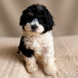 Cadbury - Black and white female Bernedoodle puppy in Travelers Rest, South Carolina from Bernedoodle.do