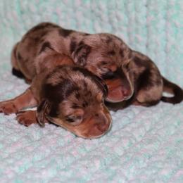 Brody - Dapple male Dachshund puppy in Coldwater, Mississippi from Mississippi Shorties Miniature Dachshunds