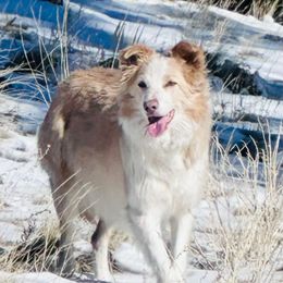 Lana - Border Collie
