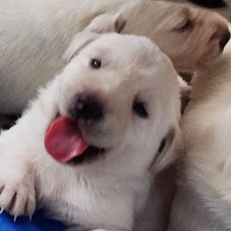 Boy 6 - male Labrador Retriever puppy in Arizona from Lily's White Labs