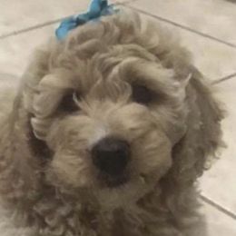 Goldendoodle Puppies from Jessie’s Doodles