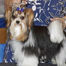 George - Biewer Terrier