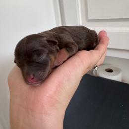 Lady - Liver female Miniature Schnauzer puppy in The Rock, Georgia from Southern Paw Schnauzers