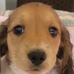 Dachshunds from Peggy's Doxies