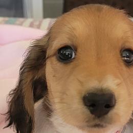 Dachshunds from Peggy's Doxies