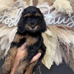 Gingersnap - Phantom female Goldendoodle puppy in Pearland, Texas from Posh Paws Puppies