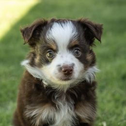 Boy 2 - Red tri male Toy Australian Shepherd puppy in Fresno, California from Duarte's Paw Blessings