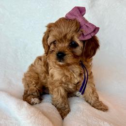 Sugar Plum - Apricot female Cavapoo puppy in Preston, Idaho from Shaffer Top Notch Puppies