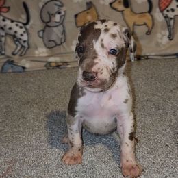 Lincoln - Harlequin male Great Dane puppy in Walker, Louisiana from La Rebel Danes