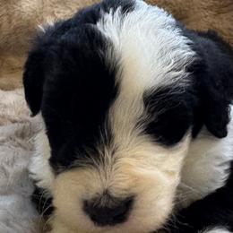 Omelette - Black and white male Sheepadoodle puppy in Howell, Michigan from Animal Crackers