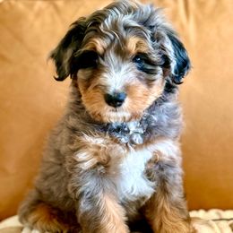 Marble - Merle male Bernedoodle puppy in Fallbrook, California from BFF Bernedoodles