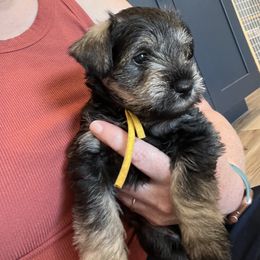 Miniature Schnauzer Puppies from Miles Family Schnauzers