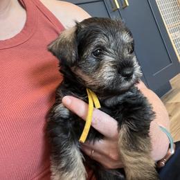 Miniature Schnauzer Puppies from Miles Family Schnauzers