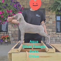 Girl 3 - Silver gray female Weimaraner puppy in Indiana from So-IN Weimaraner's