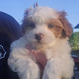 Cabot - Parti male Maltipoo puppy in Lebanon, Kentucky from Mosaic Merle Doodles