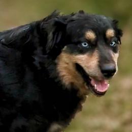 Nuggs - Australian Shepherd