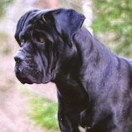 Cane Corso from Armored Kennels