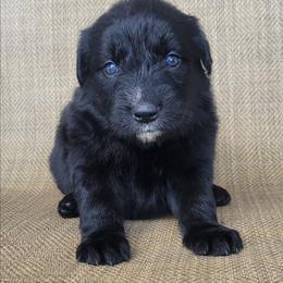 Bear Australian Retriever - Black & white male Australian Shepherd puppy in Limestone, Tennessee from Pilot Hill Teddy Bear Puppies