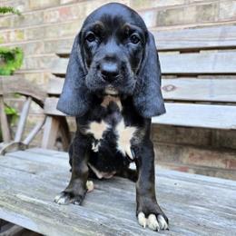 Marina - Black female Colombian Fino Hound puppy in Kingston, Tennessee from Fino Hounds USA