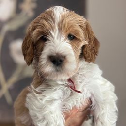 Red collar boy - Parti male Goldendoodle puppy in Hollister, Missouri from Wild Acres Goldendoodles