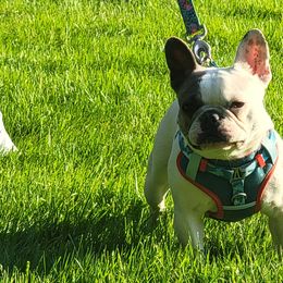 French Bulldogs from Hidden Treasure Frenchies
