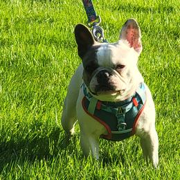 French Bulldogs from Hidden Treasure Frenchies