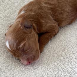 Boy Spot 1 - Red  male Goldendoodle puppy in Idaho Falls, Idaho from Triple H puppies