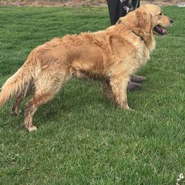 Simba - Golden Retriever