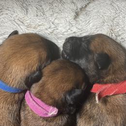 Belgian Malinois and German Shepherd Puppies from Madhouse’s Belgian Malinois and German Shepherds
