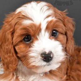 Bernedoodles, Cavapoos, Goldendoodles, and Poodles from Adored Poodle & Doodles