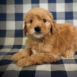 Sarah Sanderson - Cream female Goldendoodle puppy in Coarsegold, California from Hobbit Hollow Acres
