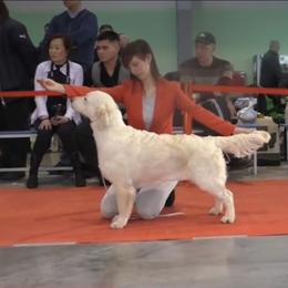 Glory - Golden Retriever