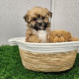 Ollie SMALL (319)48O-6152 - Gold male Morkie puppy in Monticello, Iowa from Ashley’s Puppies