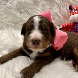 Peppermint Patty - Tri-color female Bernedoodle puppy in The Woodlands, Texas from Gracie's Goldendoodles and Bernedoodles