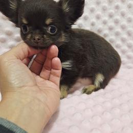 Girl 2 - Chocolate and tan female Chihuahua puppy in Richmond, Virginia from Breens
