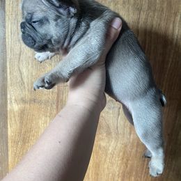 French Bulldog Puppies from Blue Apple Frenchies