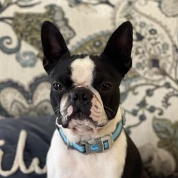 Ty - Boston Terrier