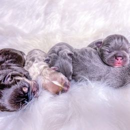 French Bulldog Puppies from Pawzitive Frenchies