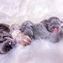 French Bulldog Puppies from Pawzitive Frenchies