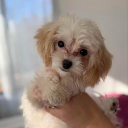Taffie - Cream female Maltipoo puppy in Chattanooga, Tennessee from Joy-fur puppies
