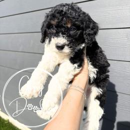 Black - Tri-color male Bernedoodle puppy in Rockwall, Texas from Glory Doodles