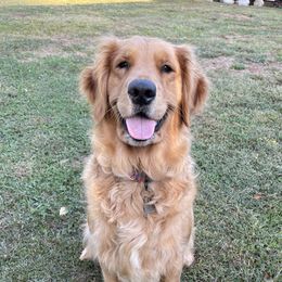Luna - Golden Retriever