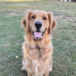 Luna - Golden Retriever